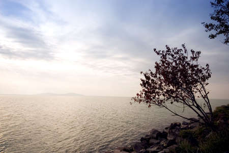 Tree and sunrise by the seaの写真素材