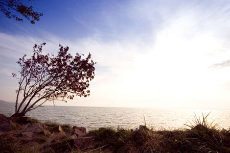 Tree and sunrise by the seaの写真素材