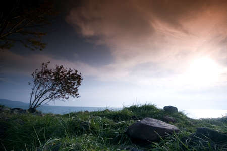 Tree and sunrise by the seaの写真素材