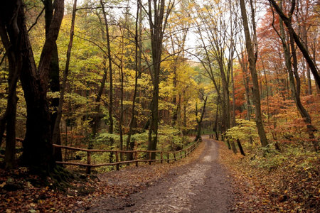 Autumn in the forestの写真素材