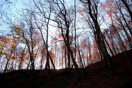 Autumn in the forestの写真素材