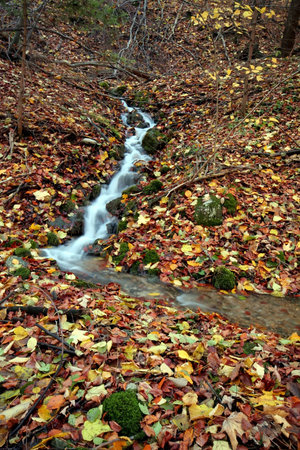 Creek in the forest in Autumn