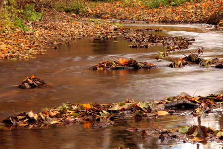 Creek in the forest in Autumnの写真素材