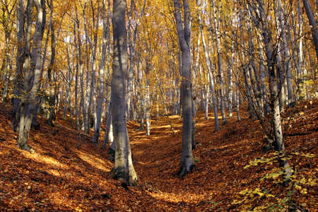  autumn colors in the forestの写真素材