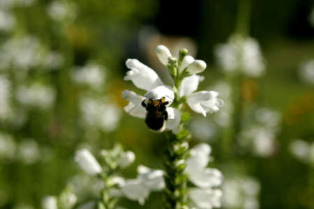 Flower in the gardenの写真素材