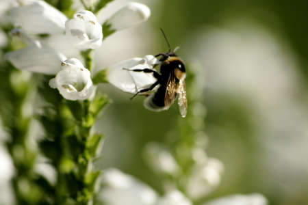 Flower in the gardenの写真素材