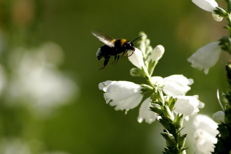 Flower in the gardenの写真素材