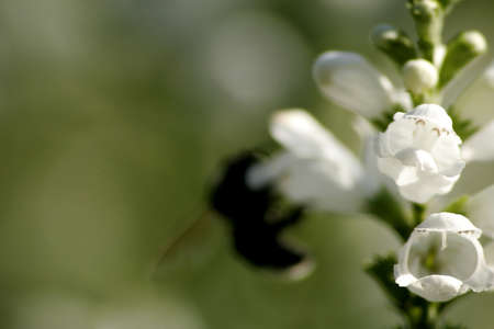 Flower in the gardenの写真素材