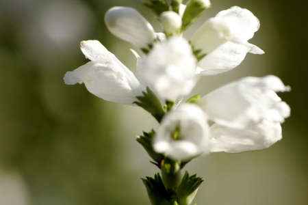 Flower in the gardenの写真素材