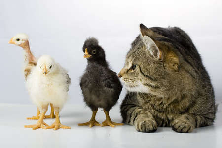 Chicken and catの写真素材