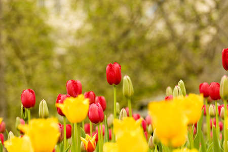 Tulipsの写真素材