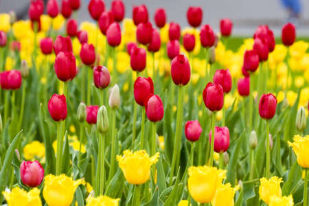 Tulipsの写真素材