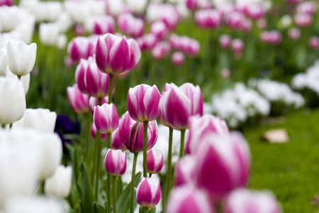 Tulipsの写真素材