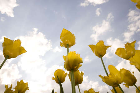 Tulips in the gardenの写真素材