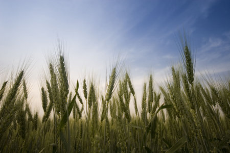 Wheat field