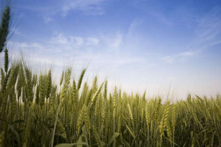 Wheat fieldの写真素材