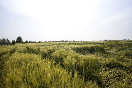 Wheat fieldの写真素材