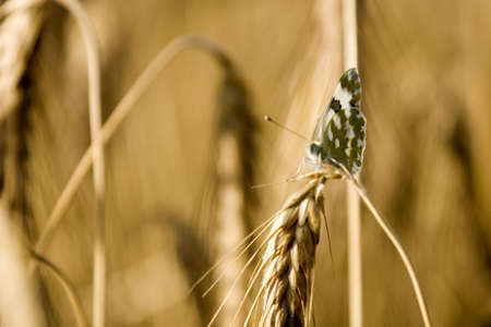 Wheat fieldの写真素材