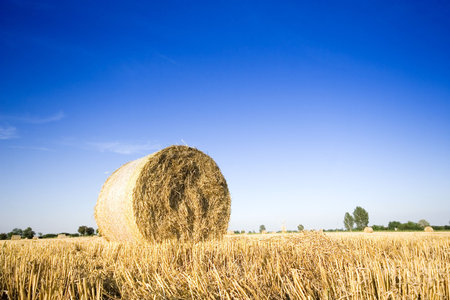 Field of gold and blue sky