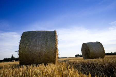 Field of gold and blue skyの写真素材