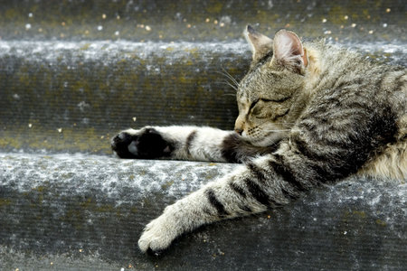 Sleeping catの写真素材