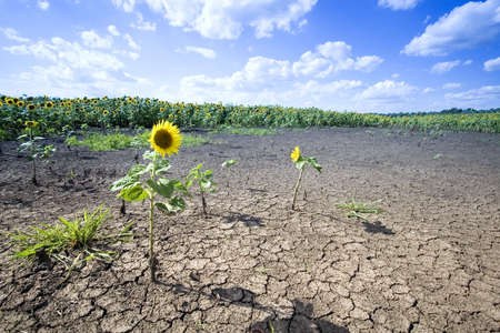 Sunflower in a fieldの写真素材