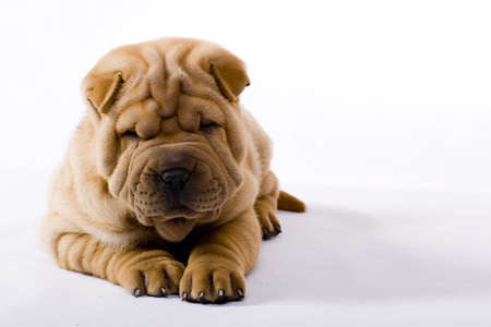 Funny sharpei puppy isolated on white backgroundの写真素材