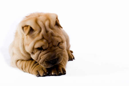 Funny sharpei puppy isolated on white backgroundの写真素材