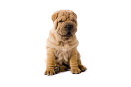 Funny sharpei puppy isolated on white backgroundの写真素材