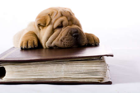 Funny sharpei puppy isolated on white backgroundの写真素材