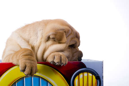 Funny sharpei puppy isolated on white backgroundの写真素材