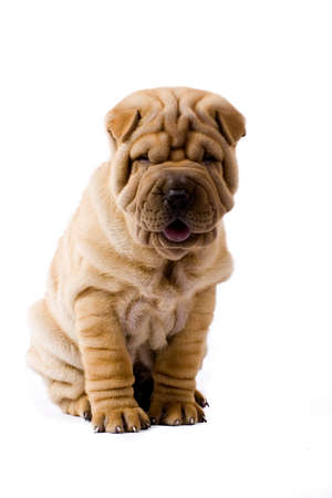 Funny sharpei puppy isolated on white backgroundの写真素材