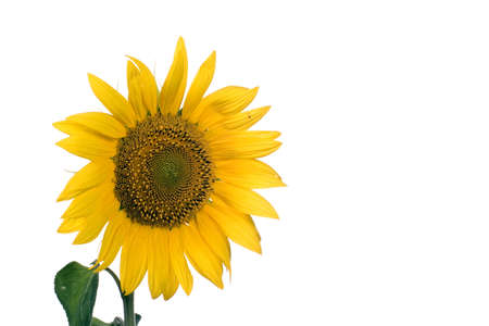 Sunflower blossomの写真素材