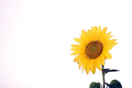 Sunflower blossomの写真素材