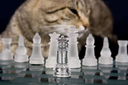chess a strategyの写真素材