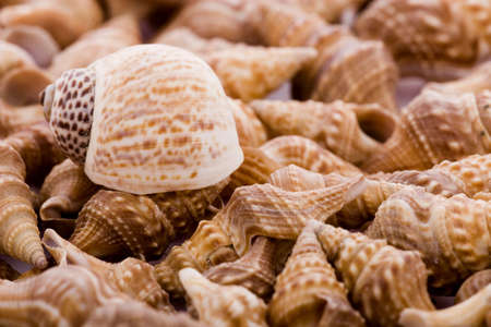 Natural background - ocean shellsの写真素材