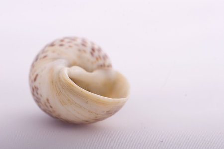 Natural background - ocean shells