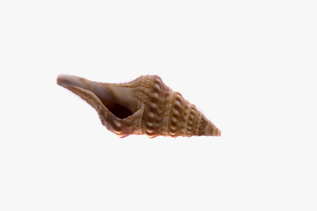 Natural background - ocean shells