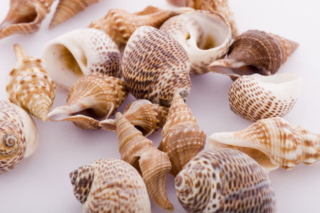 Natural background - ocean shells