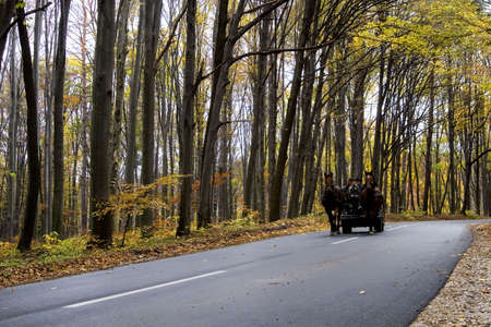 The road through the autumnal parkの写真素材