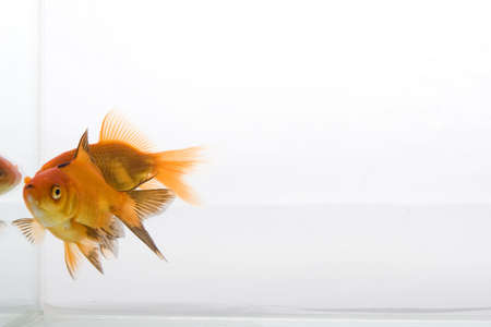 High quality, isolated image of a goldfish on a white backgroundの写真素材