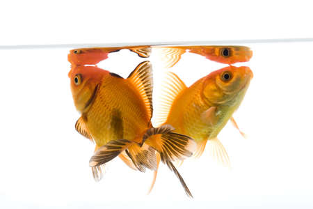 High quality, isolated image of a goldfish on a white backgroundの写真素材