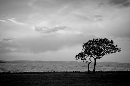 sunset with treeの写真素材