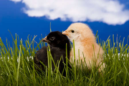 Chickenの写真素材