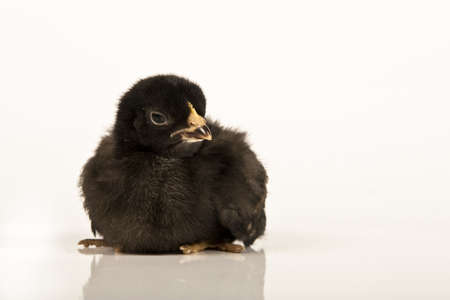 Chickenの写真素材