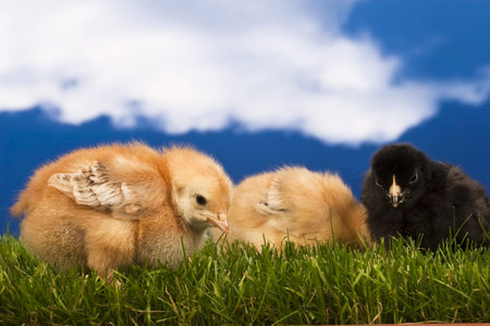 Chicken