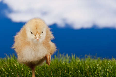 Chickenの写真素材