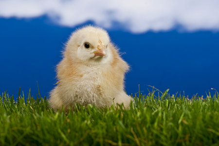 Chickenの写真素材