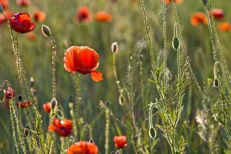 Field of red poppies