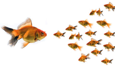 Goldfish conceptの写真素材